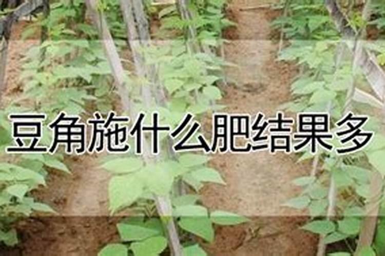 豆角花期用什么肥最好