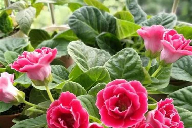 四季豆最佳的施肥时间 四季豆什么时候施肥