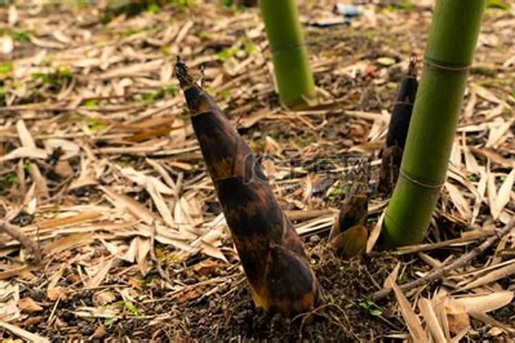 竹笋下什么肥料长得快