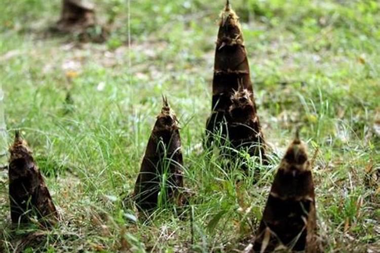 滴灌种的玉米,可是玉米苗缺磷。可以浇水时用磷酸二氢钾吗？