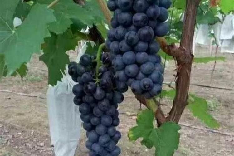 叶面肥有哪些,叶面肥怎么喷施