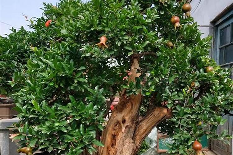 石榴树什么时间施肥合适 石榴施肥的最佳时间