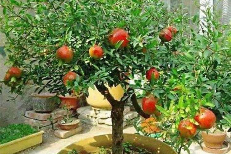 石榴树底肥放什么肥好(底肥施用方法)