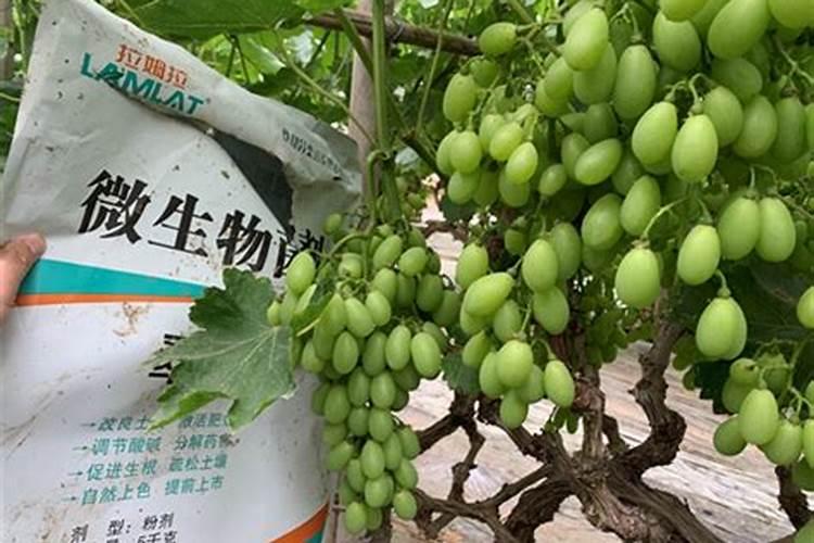 葡萄苗期用什么肥料比较合适？葡萄专用叶面肥金泰靓膨果靓果!
