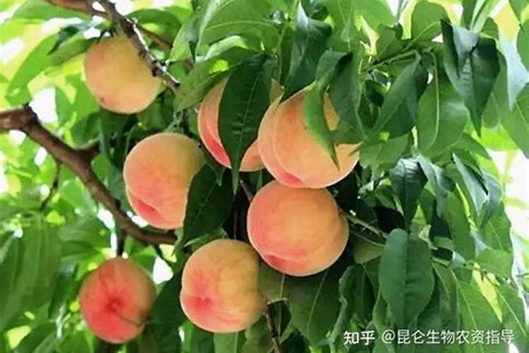 桃树的叶面肥有哪些