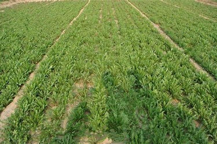 茄子开花期需施什么肥？如何延长茄子采收期