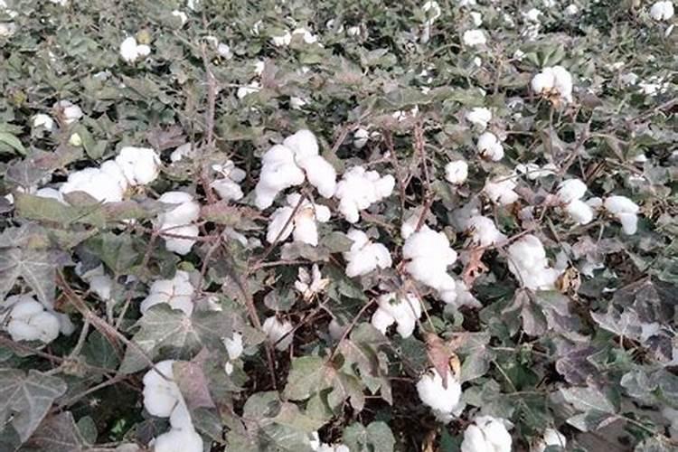 常用化肥的名称和作用有哪些？