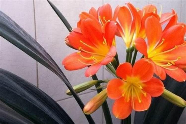 君子兰花的土怎么配