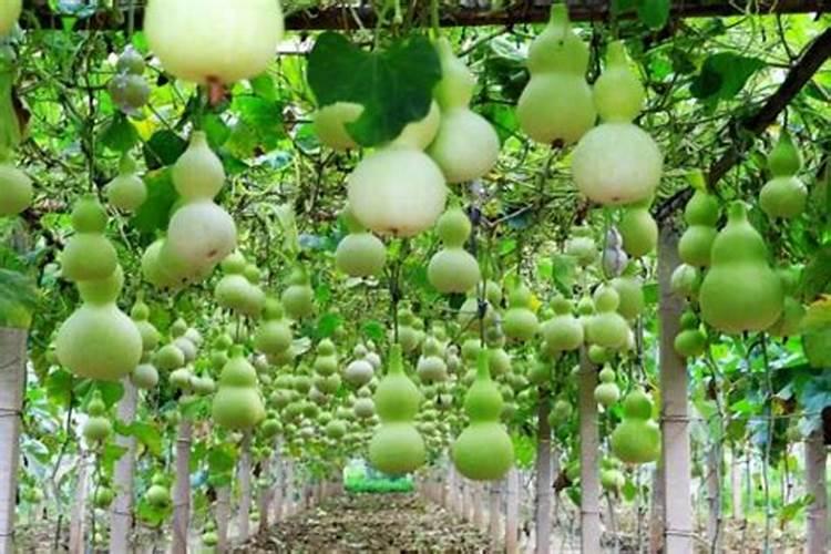 钾肥有哪些作用