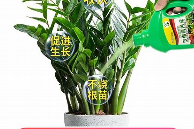 夏天多肉用什么药水
