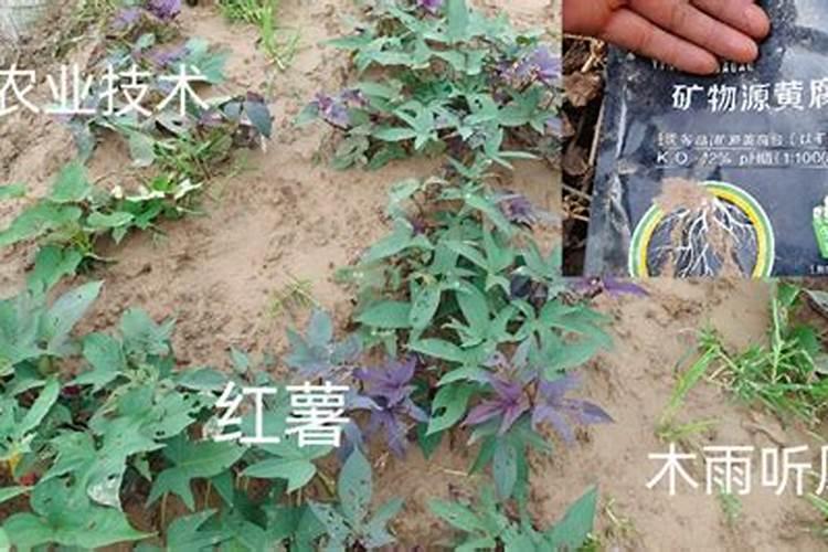栽红薯用什么底肥最好用