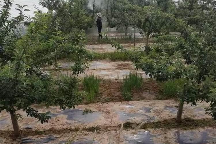 苹果在套完袋子后,究竟还用不用浇水呢？