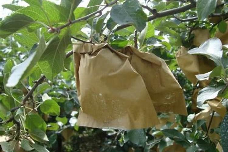 苹果套袋后,追施什么肥料苹果个头大,色泽好？