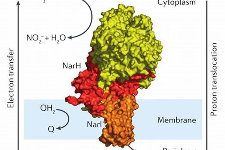 不含钾的水果排行表