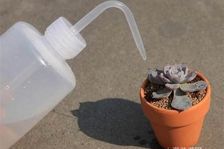 多肉植物浇什么水