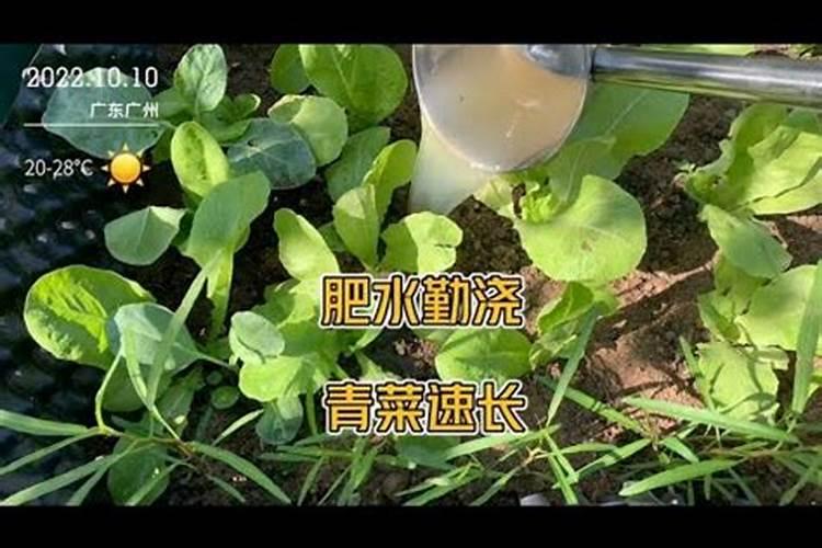 用什么水养护多肉长得肥还特壮