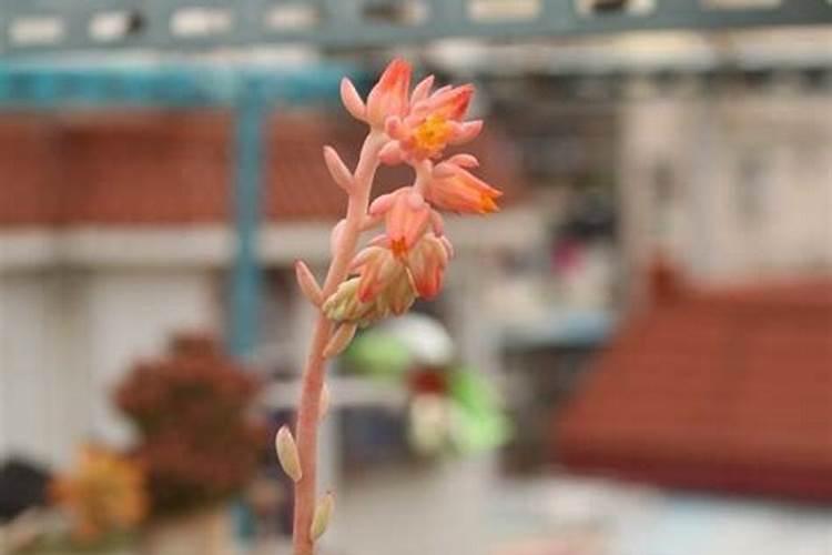 杀菌杀虫剂可以与叶面肥同时混用吗？