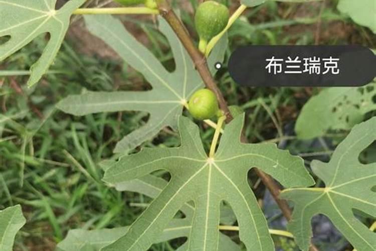 狗狗不能吃哪些水果和食物