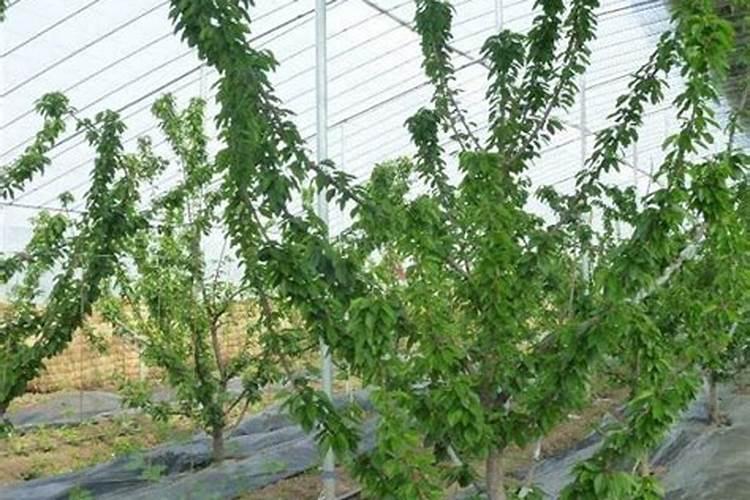 叶面肥硝酸钾应该在什么时候喷施？ 樱桃树春季管理技术