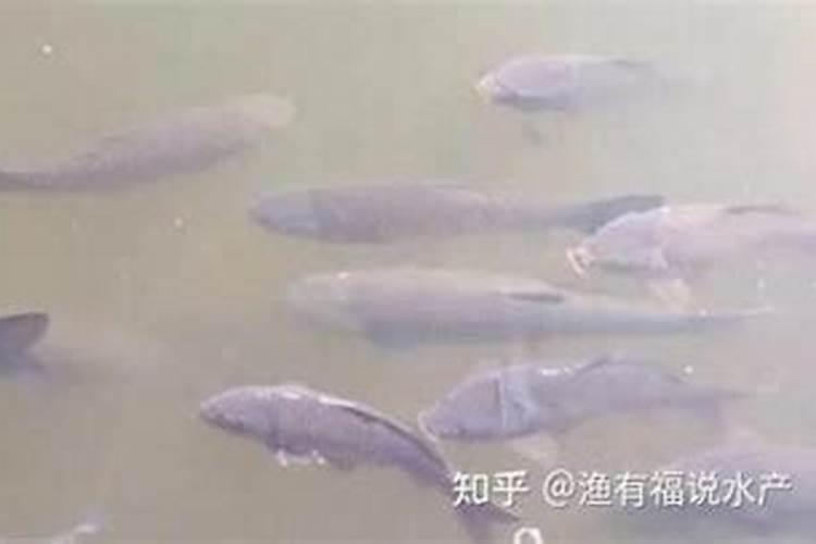 油烟机的油可以浇花吗