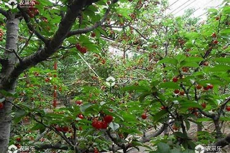 樱桃疏果后可以喷施叶面肥吗？什么叶面肥好？