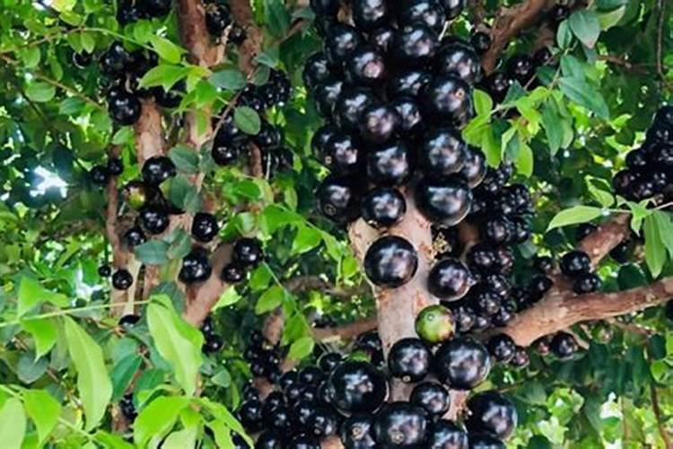 兰花喷什么叶面肥最好(兰花叶面肥喷施注意事项)