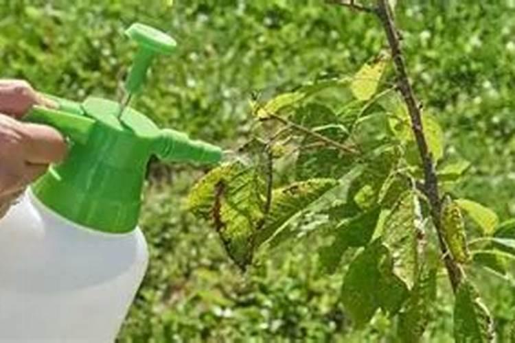 想回村包地种樱桃,樱桃树花前应该怎样施肥呢？