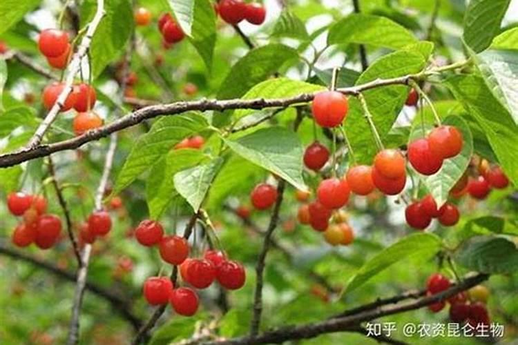 大樱桃树四月份管理技术要点