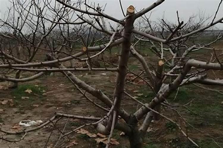 植物保护与检疫技术主要学什么内容