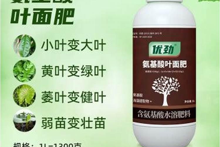 蟹爪兰怎样施肥最好