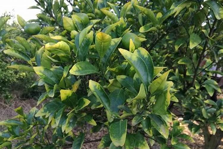 含腐植酸水溶肥对果树生长有何作用