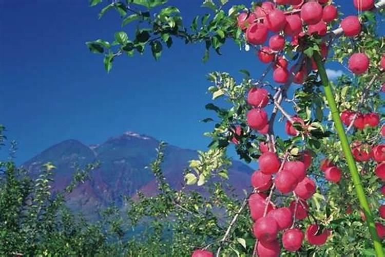 玉米啥时需要磷肥最多？