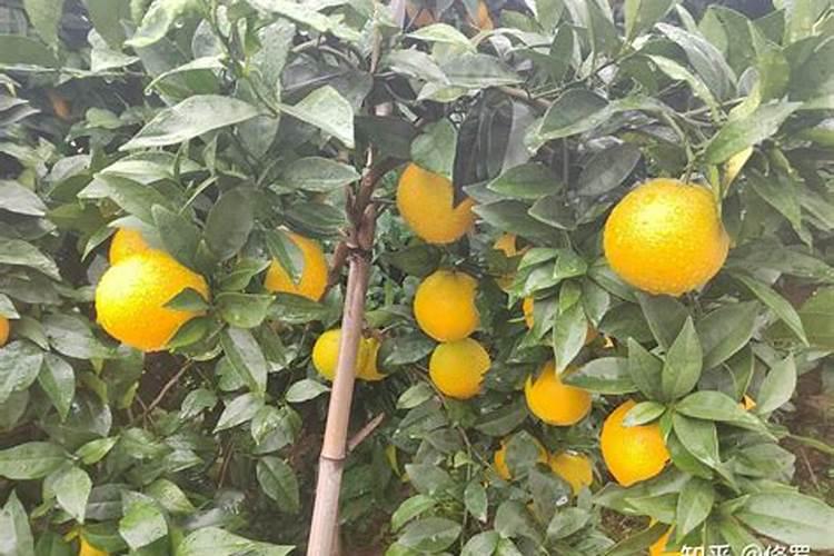 脐橙树打精草铵膦后几天可以浇水肥