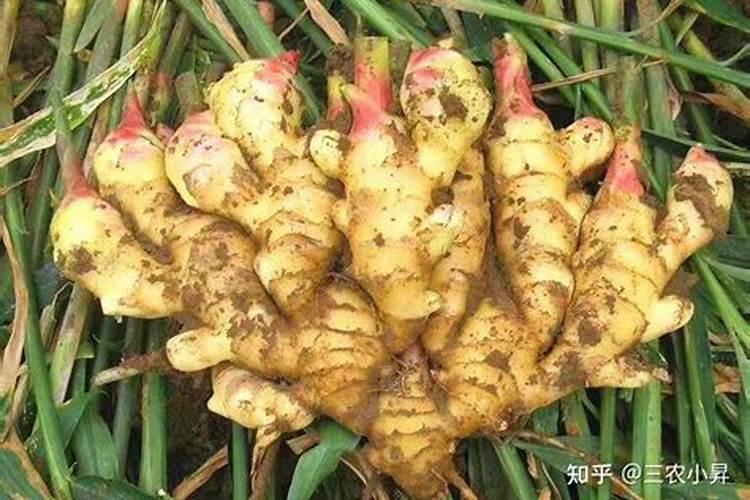 光合色素有哪几种
