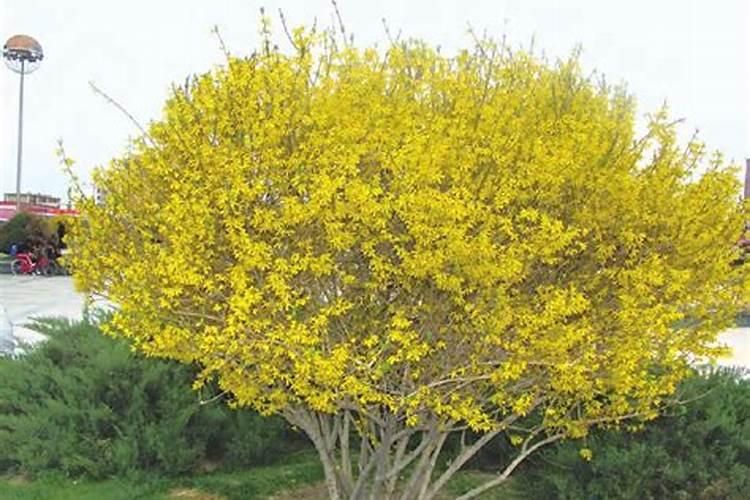 甜瓜打什么叶面肥最好？甜瓜施肥时间及方法？