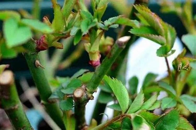 如何给甜瓜施肥