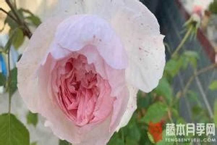 大量元素水溶肥,六个特点无可匹敌!