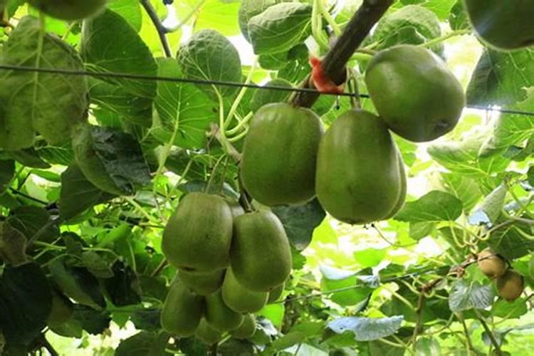 复合肥和尿素可以混合吗？