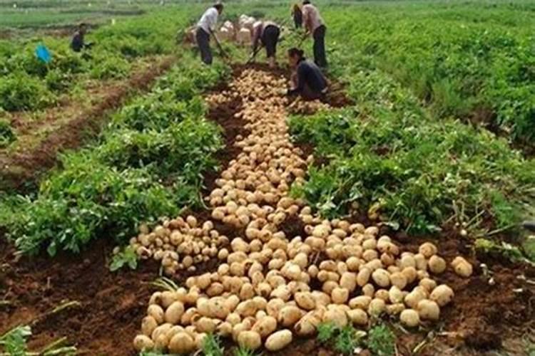 土豆施什么肥料好