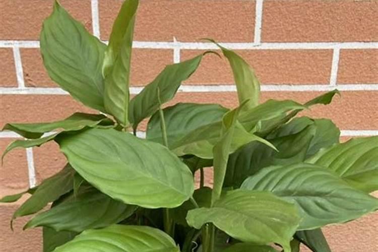 黑龙江哪里卖意满豆叶面肥