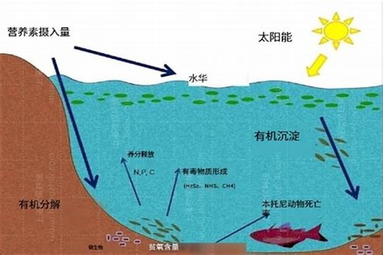 什么是铵态氮肥