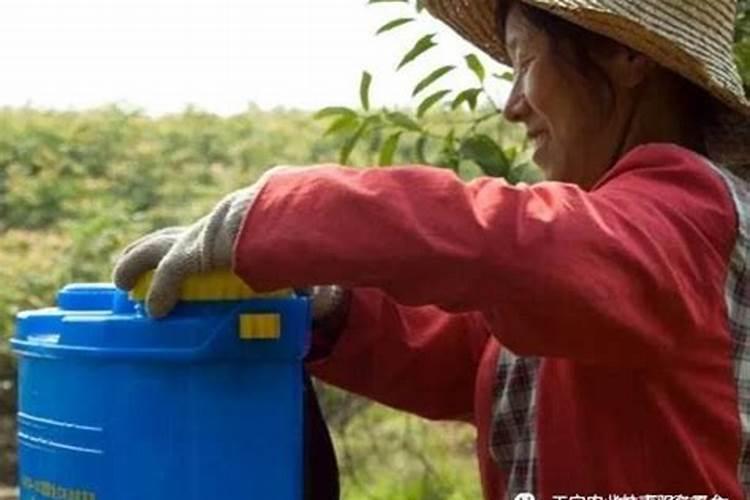 甜豌豆种植时间和方法