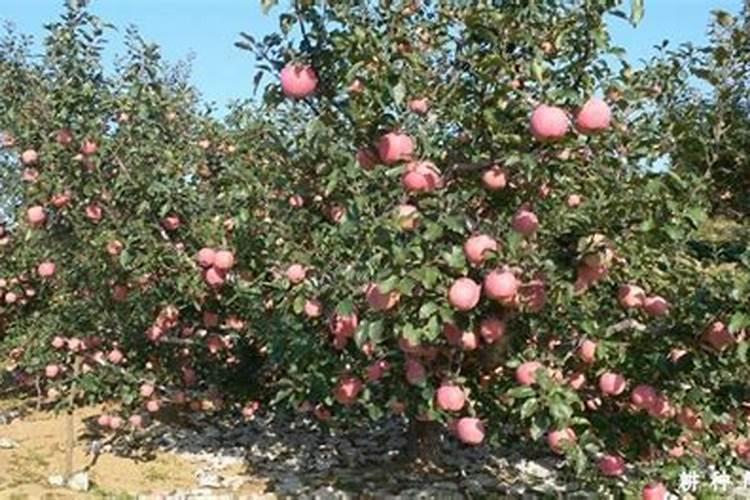 盆栽观赏苹果的生长发育需要哪些元素？