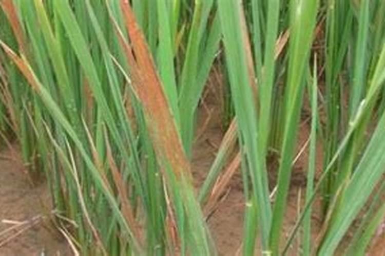 夏天怎样给植物施肥 有哪些需要注意的