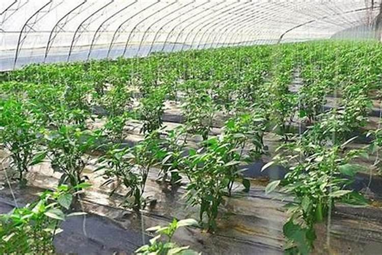 夏季花草多久施肥