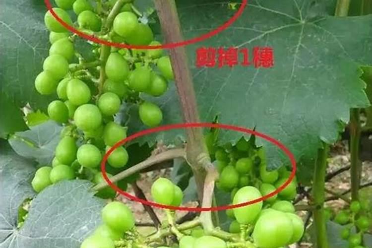家里有庭院,这款果树种几棵,果实美味,市场前景很好,一起看看