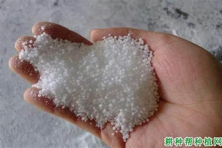 荷兰豆用什么肥料最好