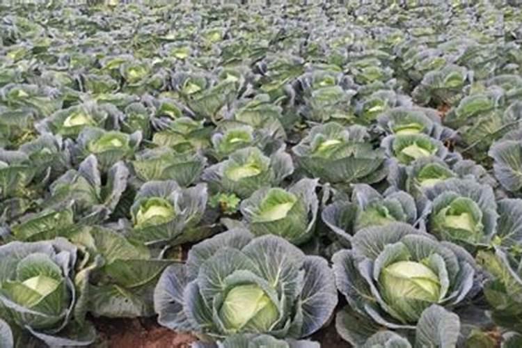 甘蓝菜的施肥方法 如何正确给甘蓝菜施肥