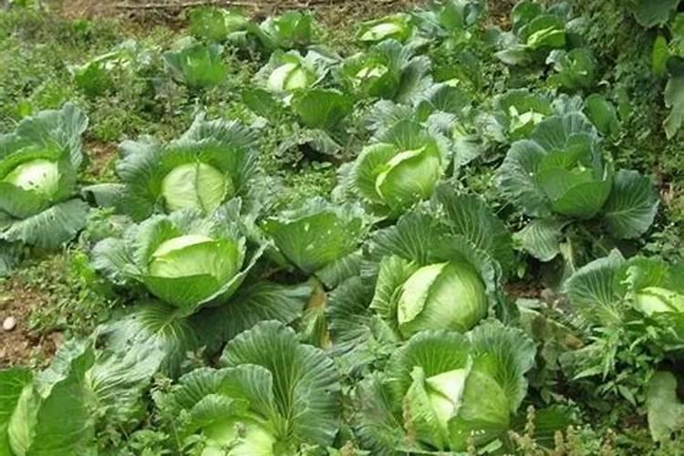 甘蓝施什么肥最好