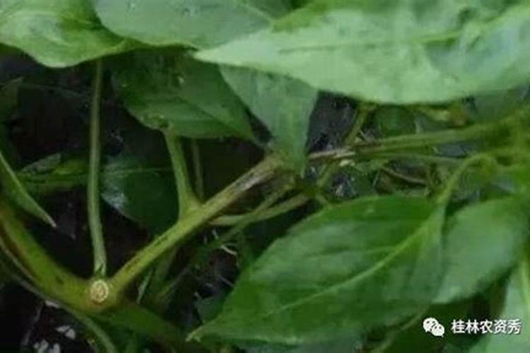 碗豆怎么种才高产